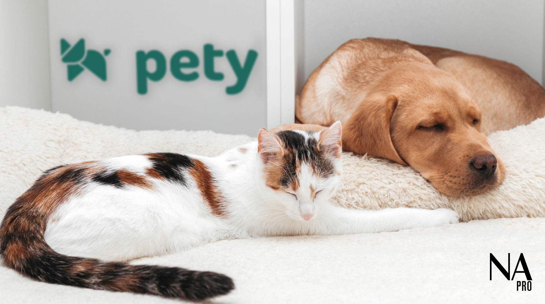 Visuel Insurtech : Fin de l’aventure pour Pety